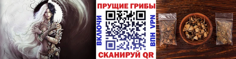 KRAKEN ССЫЛКА  Петровск-Забайкальский  Галлюциногенные грибы Psilocybine cubensis  наркота 